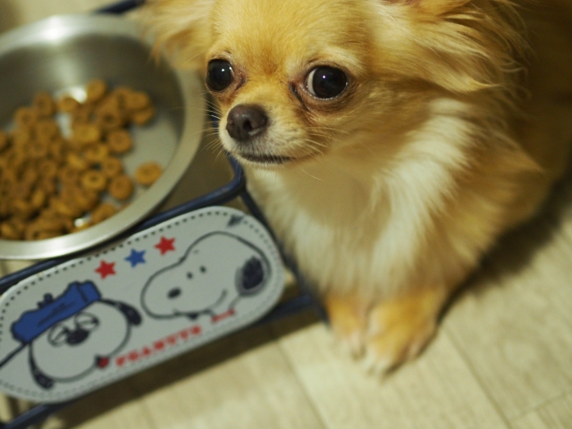 意外に知られていない？犬に与えちゃダメなNG食品