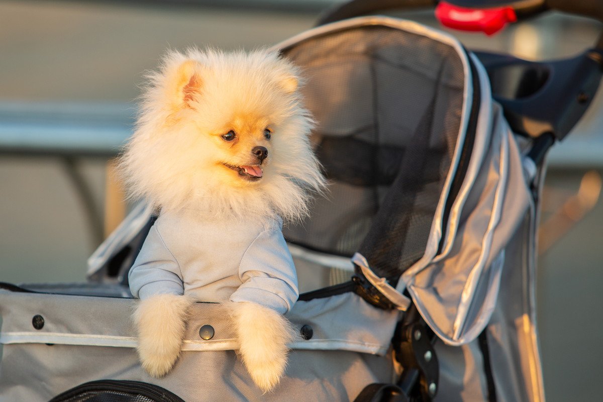 犬を飼わないとわからない『理想と現実』5選　迎える前に知りたい大変なことや起こりうるトラブルとは