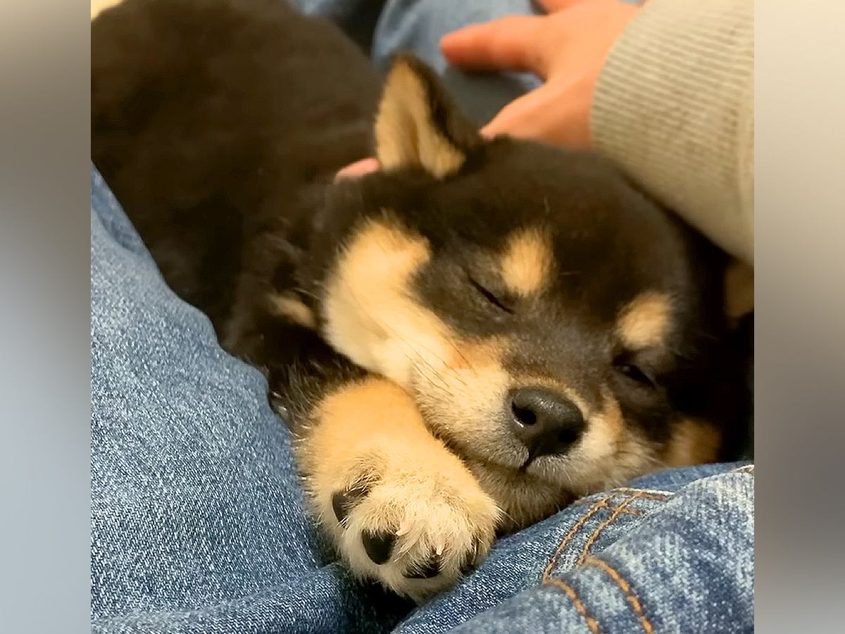 膝の上に赤ちゃん犬を乗せたら→すやすや眠ってしまい…とんでもなく尊い『静かな寝言』が257万再生「ささやき天使」「極上の癒し」と悶絶