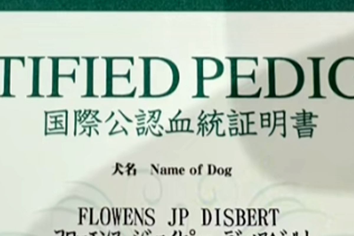 『犬の血統書』が届いたので確認したら…衝撃的な『本当の名前』がSNSで話題「うちはブロッコリーだった」「フラミンゴでした」と18万再生