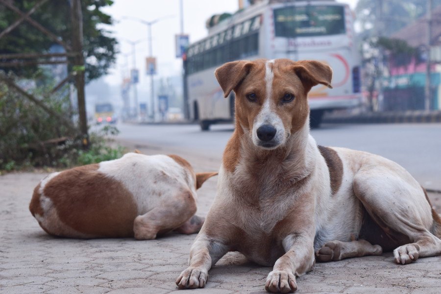 訓練を受けていない野良犬も人間のジェスチャーを理解するという研究結果