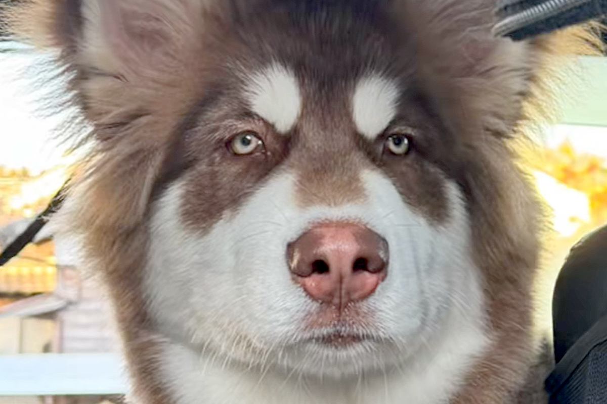 お出かけでウキウキな大型犬を『病院に連れて行った』結果→疲れ果ててしまい…あからさますぎる『態度の違い』に爆笑「労働後の自分かとｗｗ」