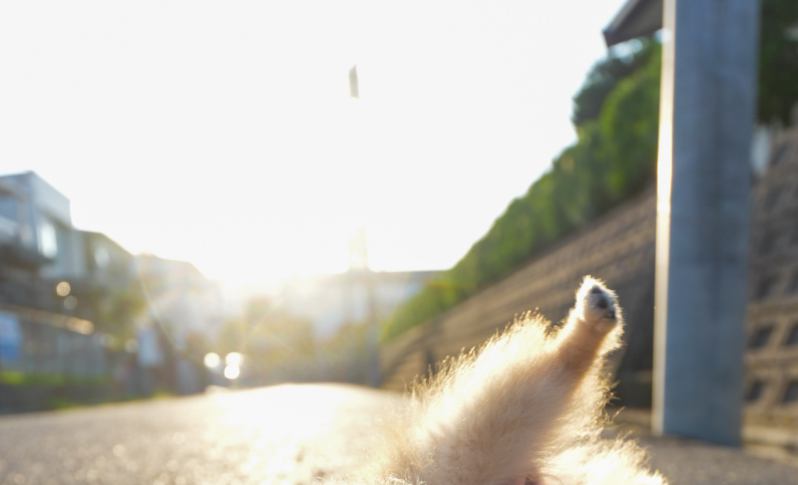 朝日が綺麗だったので『犬を撮影してみた』結果→まさかの体勢になって…思いがけない『奇跡の一枚』に1万いいね「ブレイクダンスｗ」「AIかと」