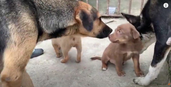 奇跡！３匹の野良犬ママが、共同で１０匹の野良子犬たちを育てる姿に感動