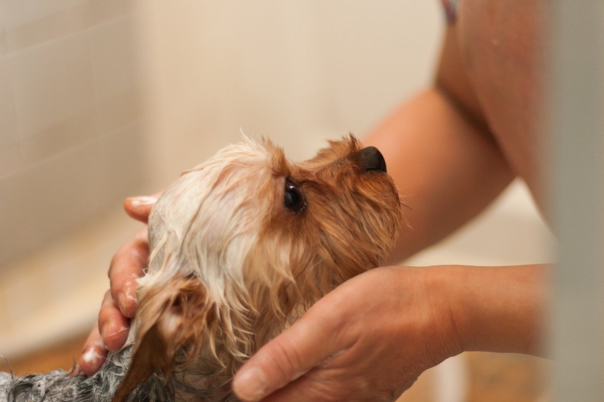犬がお風呂に入るのを嫌がってしまう理由5つ　苦手意識を克服させるためにできることとは？