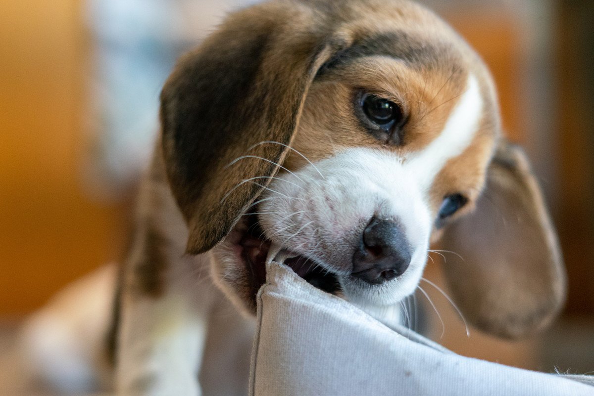 【放置厳禁】子犬がやりがちな『危険な行動』3選！死亡リスクのある行動と飼い主が必ずすべき対処法