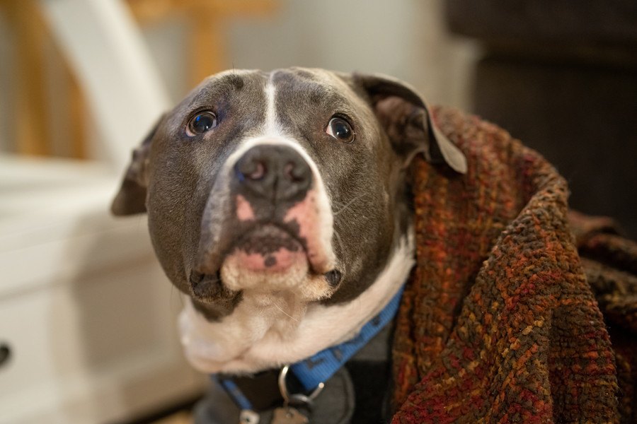 犬が飼い主を心配している時の行動５つ