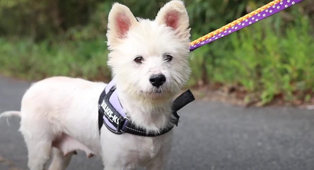 【保護】ボロボロになりながら母犬が守り抜いた尊い命【旅立ち】