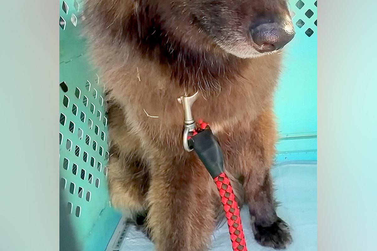 『懐かないです』と言われた"怯え顔"のオオカミ犬→懸命に寄り添い続けた結果…全然違う『表情』が184万再生「可愛い子」「信頼されてる」
