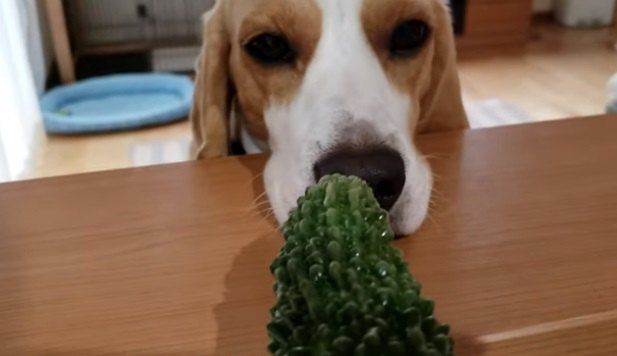 それ食べれる？ゴーヤが気になって仕方ないビーグルくん♡