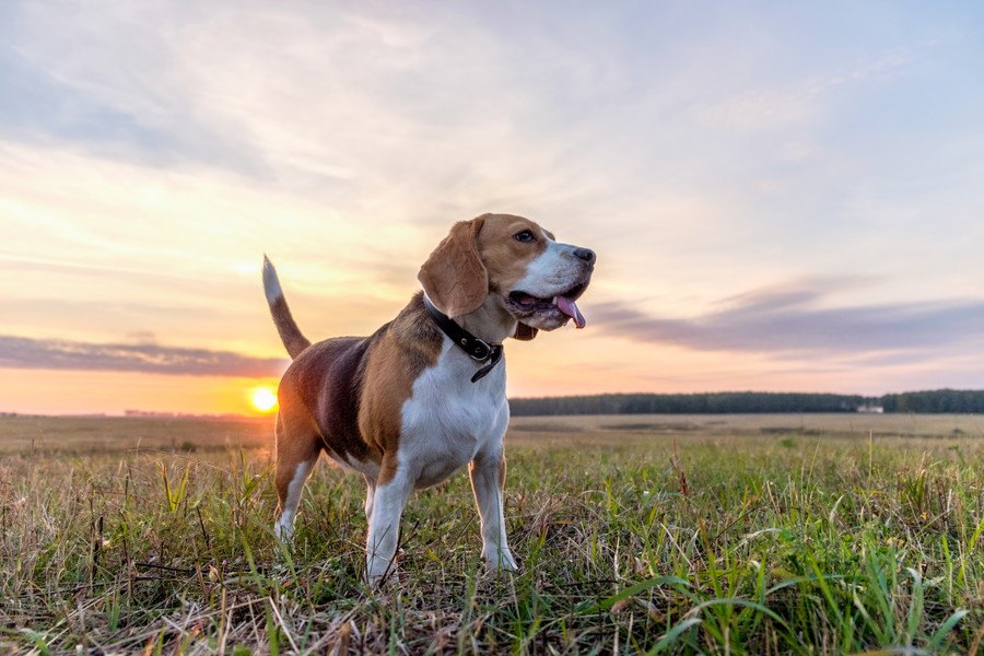 アンテナ発動！犬が危機感を抱いたときの仕草や行動４つ