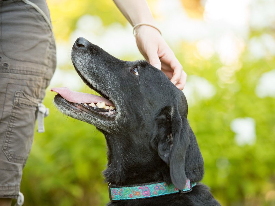 犬を撫でではいけないタイミング５選！無理に撫でるとどうなるの？