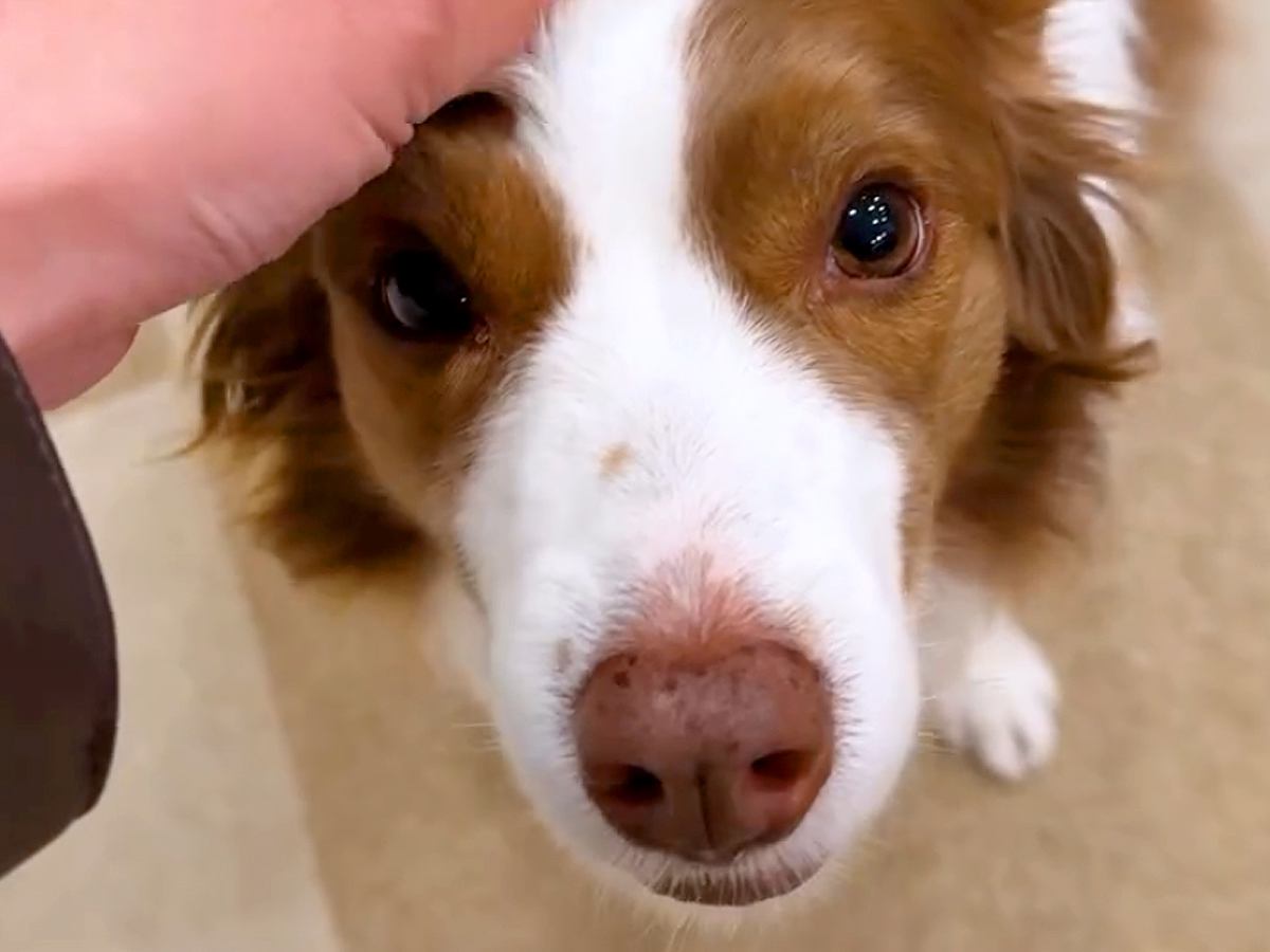 よその犬を撫でて帰宅したら、家にいたワンコが…浮気に気付いて見せた『まさかの行動』が9万再生「目が真剣ｗ」「浮気した人の常套句で草」と爆笑