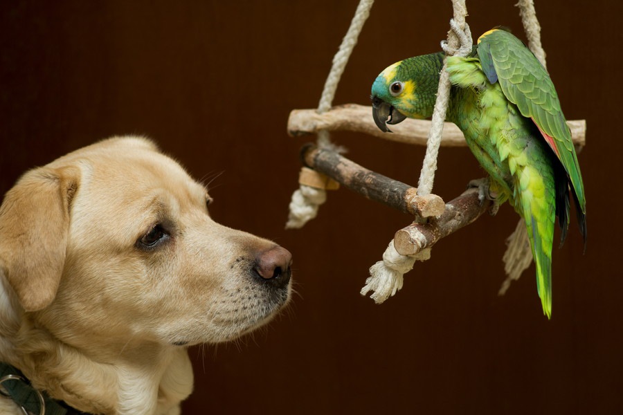 犬とインコは一緒に飼える？相性や注意点について