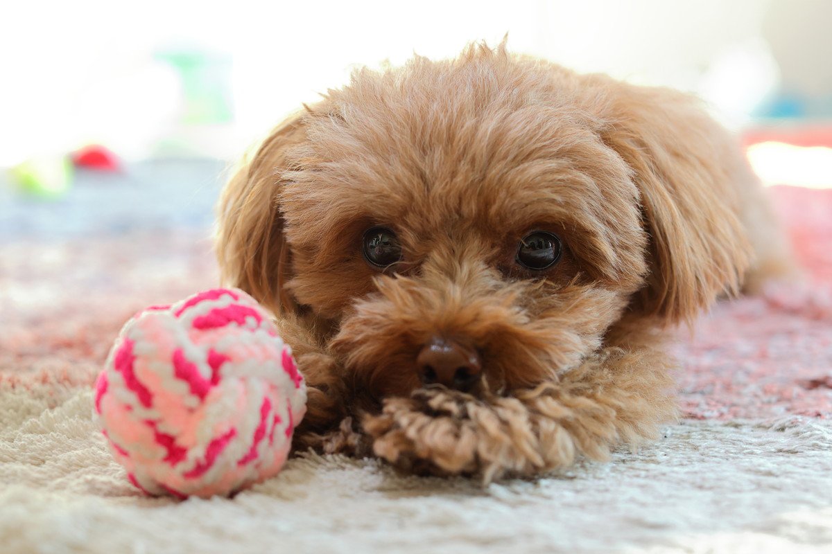 犬が『好きではないおもちゃ』に示す5つの反応　なぜ気に入らないの？失敗しづらい選び方まで