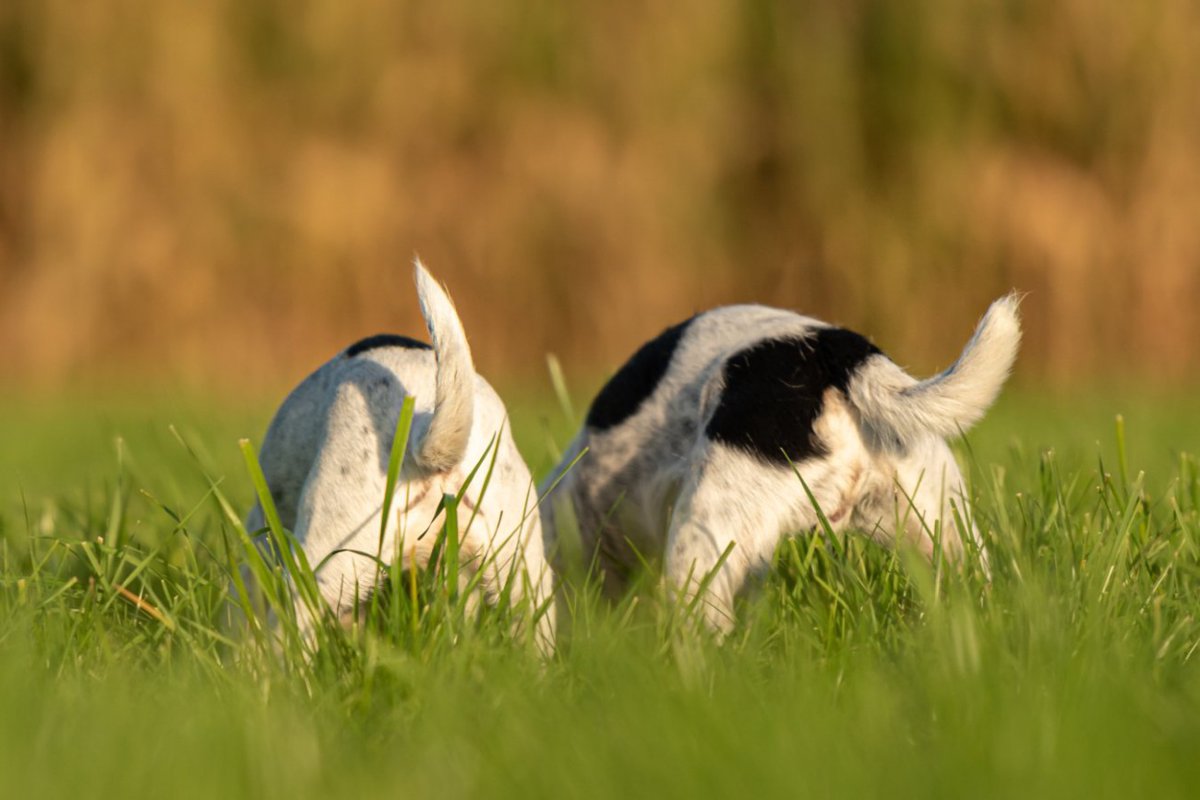 犬が『しっぽをフリフリ』しているときの心理5選　振り方から分かる愛犬の気持ちとは？