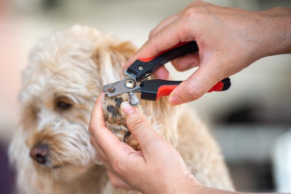 犬が爪切りを嫌がるのはなぜ？上手に切るやり方やコツについて