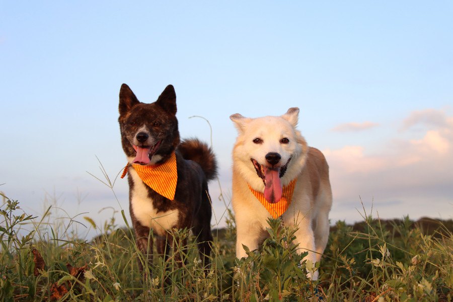 犬の多頭飼いでしてはいけない『NG行為』４選