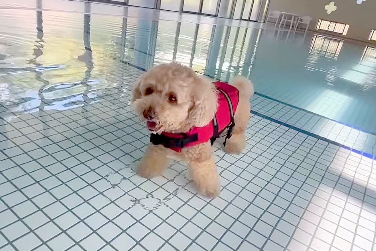 犬が生まれて初めて『プールに入った』結果→可愛すぎる反応と『まさかのハプニング』が10万再生「一生懸命で愛おしいｗ」「別犬になってて草」