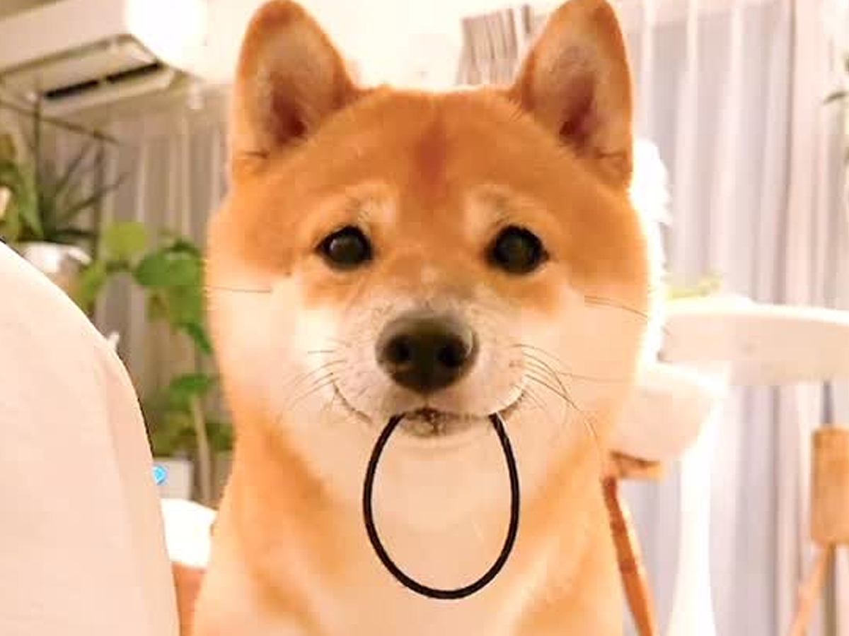 『ヘアゴム落ちてたよ』と持ってきた犬→受け取ろうとした結果…あまりにも可愛い『まさかの行動』が214万再生「天使すぎる」「最後w」