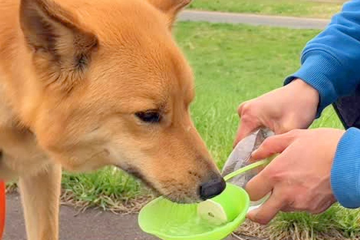 散歩中の犬に水を飲ませると、毎回決まって飼い主に…相思相愛すぎる『まさかの行動』が77万再生「ありがとうって言ってる」「たまらん」と絶賛