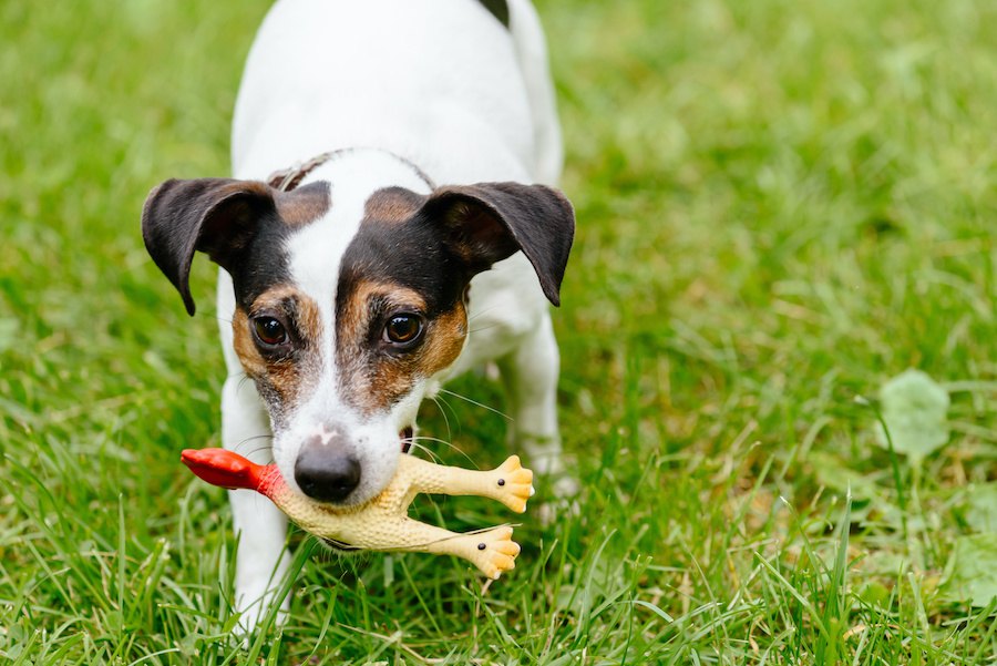 危険大！犬が怪我をする可能性があるおもちゃとは？