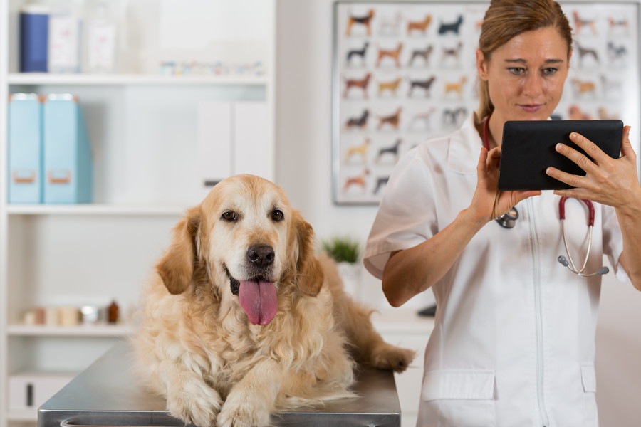 犬の「生活習慣病」健康管理は若いうちから