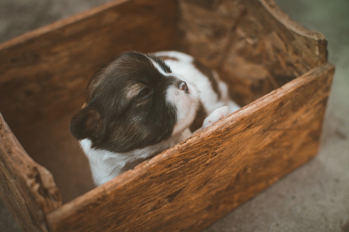 愛犬が狭い場所に隠れる。。。無理やり出さずに、そっとしておいてあげて！