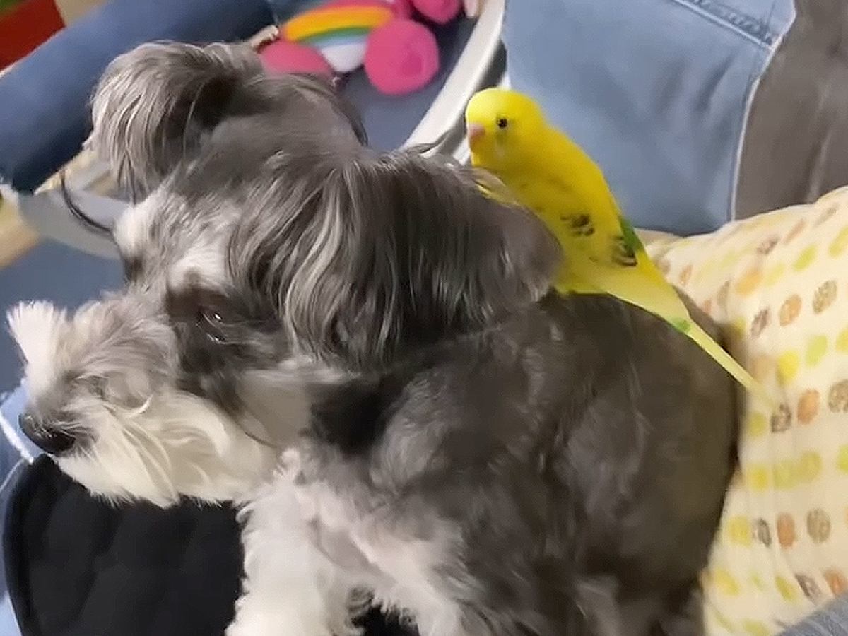 犬が『ピヨピヨ』鳴いていたので覗いてみたら…まさかの"お喋りインコ"とのコンビが13万8000再生「アテレコごっこｗ」「可愛さ大渋滞」