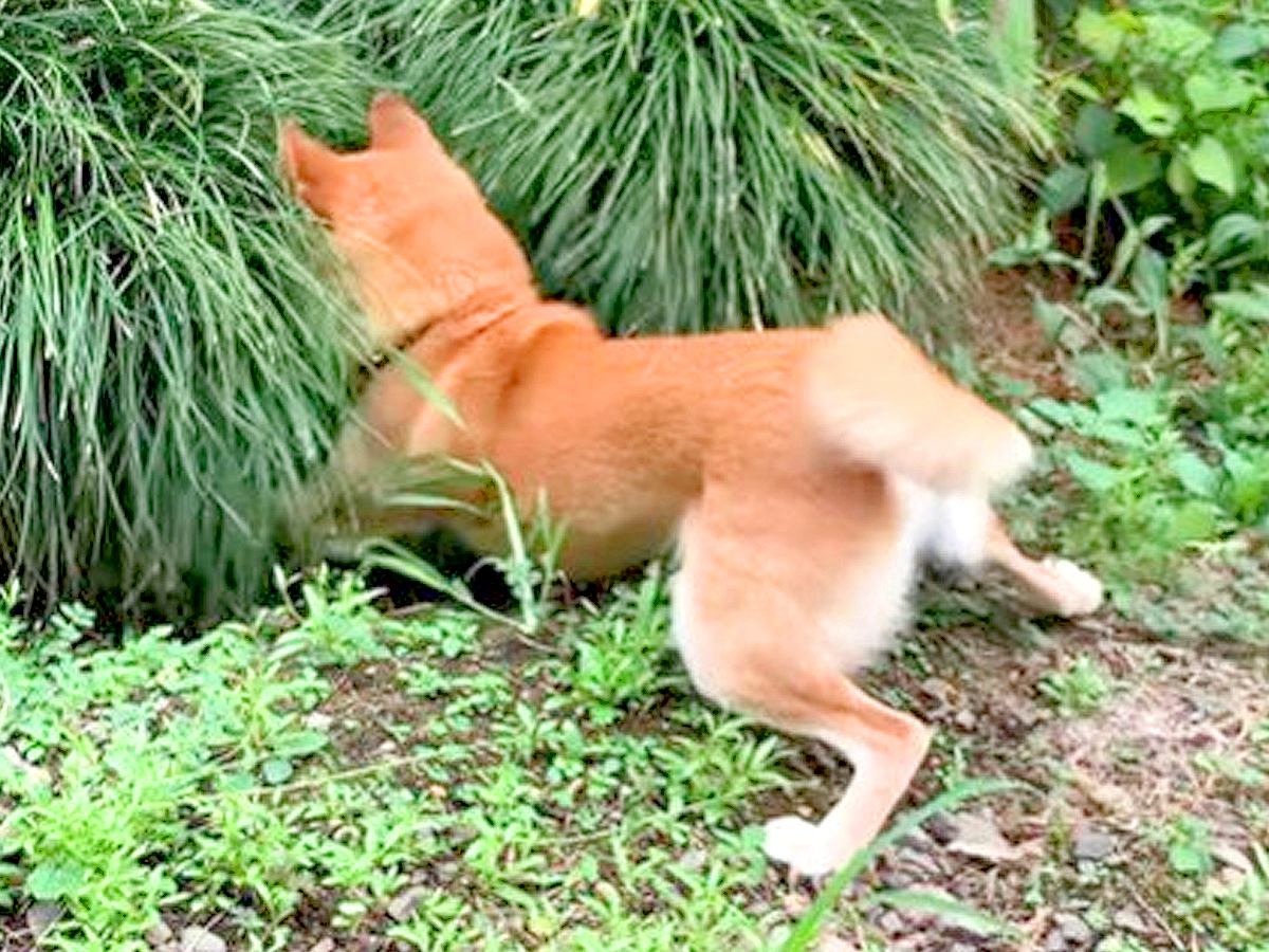 犬がお庭を探索中、草むらの中がどうしても気になってしまった結果…想像以上の謎行動が36万再生「たまらん」「ためて動くの好きｗ」と爆笑