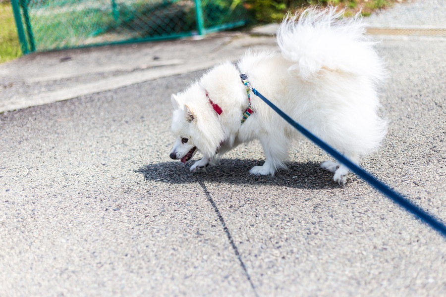 犬が散歩から帰るのを嫌がって動かないときの対処法