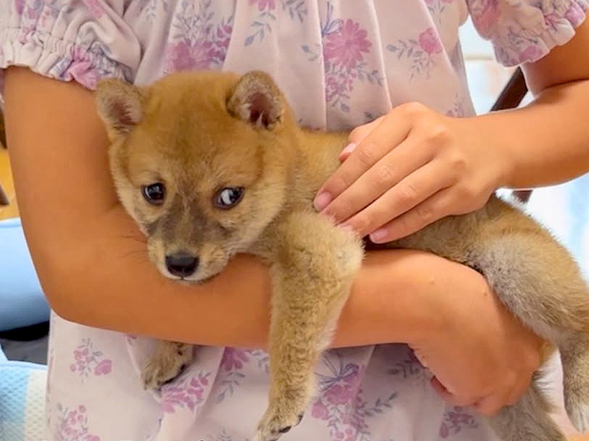 たった660グラムの『食べる量が足りていない』と言われた赤ちゃん犬…2年後→嘘のような『現在の様子』が話題「素敵なレディ」「可愛い」