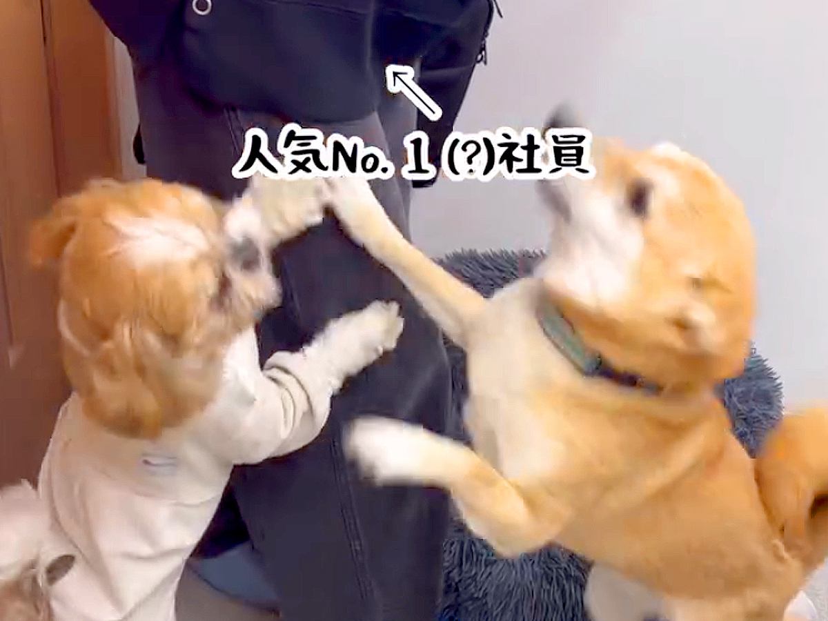 犬がいる職場で『人気ナンバーワンの社員』が出勤してきた結果…想定以上の『熱烈歓迎』に「なんてうらやましい職場」「可愛い」と羨望の声