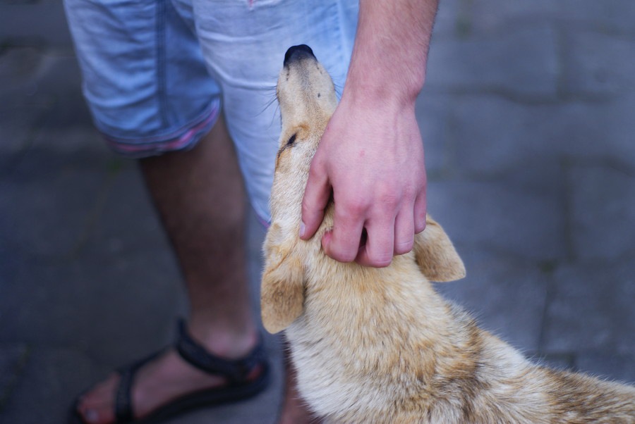 愛犬のしつけは『褒めトレ』で？