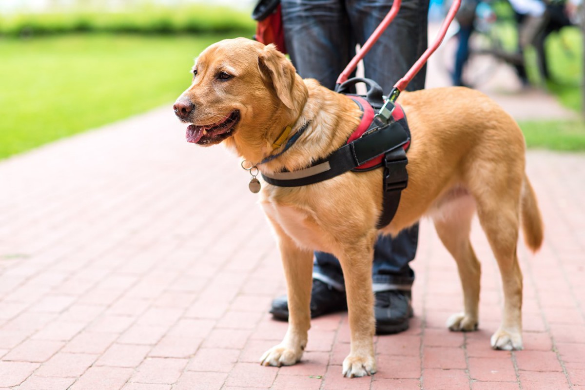 盲導犬と警察犬に取って代わるかもしれない２つのテクノロジー