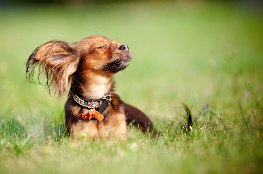 犬の迷子札を簡単手作り！その方法やおすすめの商品まで