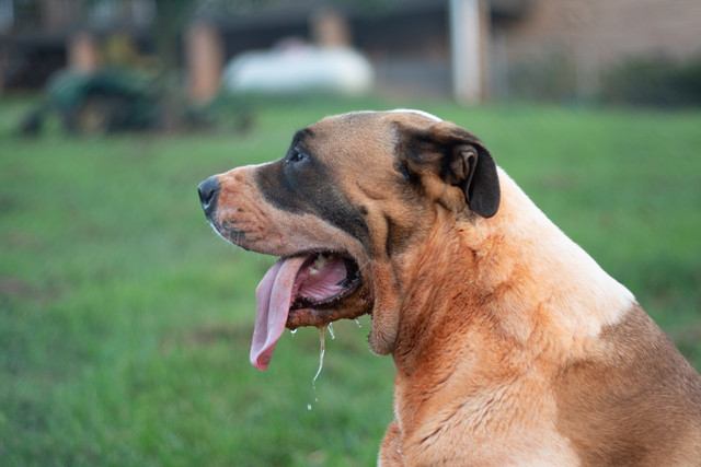 犬のパンティングとは？ハァハァが止まらない理由や病気の症状