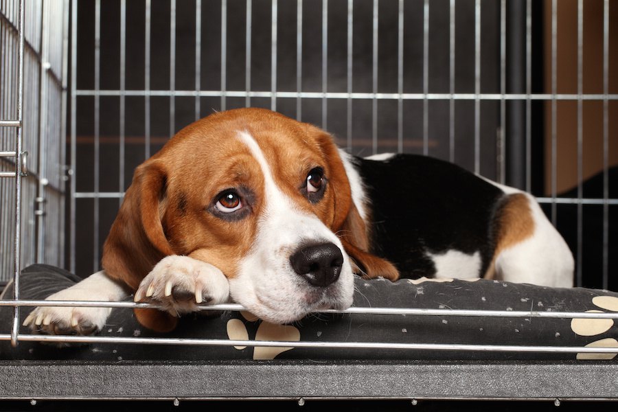 犬をケージで飼う時の注意点7つ