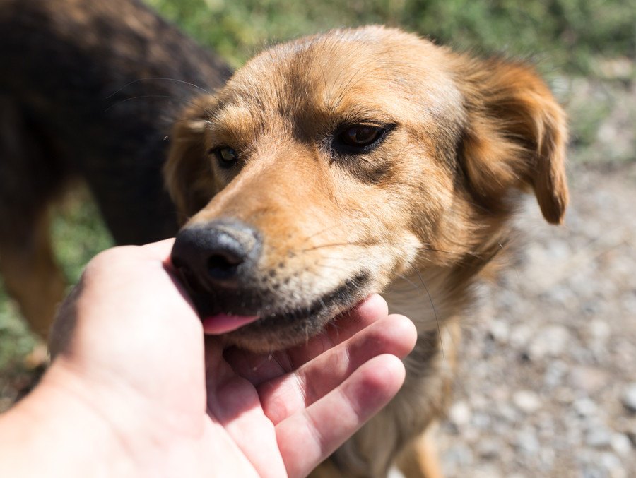 犬の『舐める行動』に表れる心理状態３選