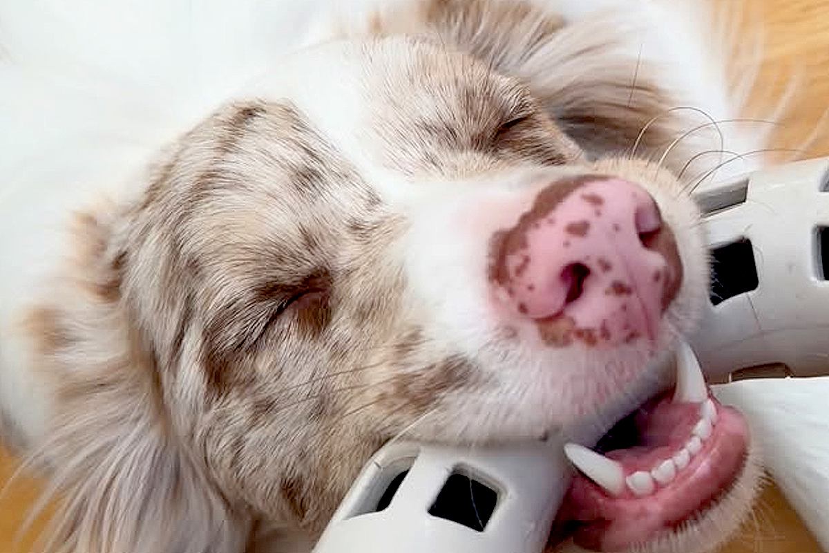 「なんでｗｗｗ」子犬と"引っ張り合い遊び"をしていたら…反則級に尊い『電池切れの瞬間』が41万再生「5万いいね押したい」「可愛すぎ」