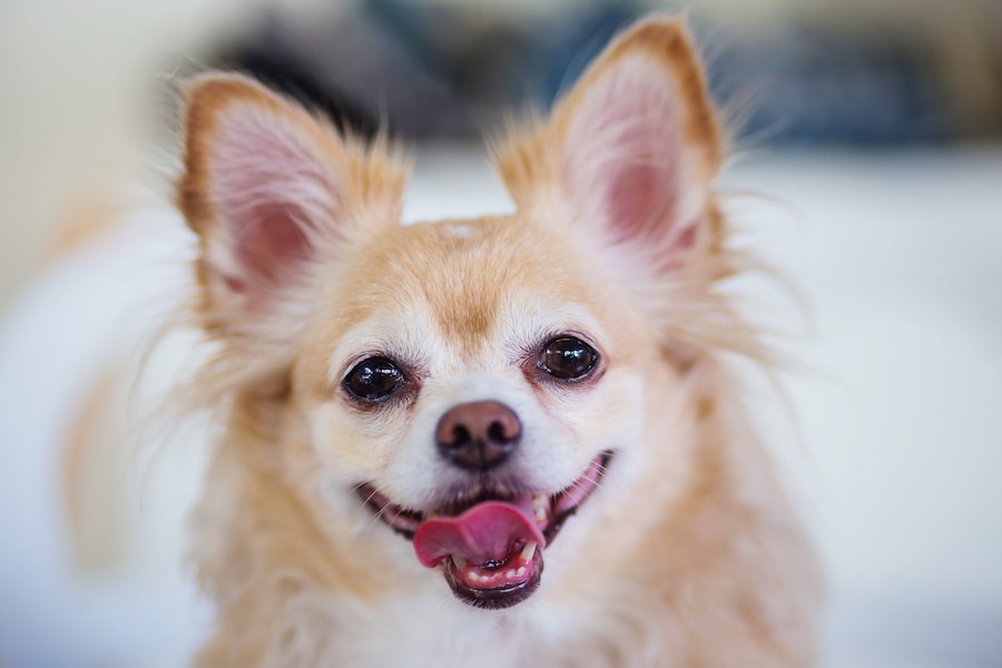 犬に期待しすぎない方がいいこと５つ