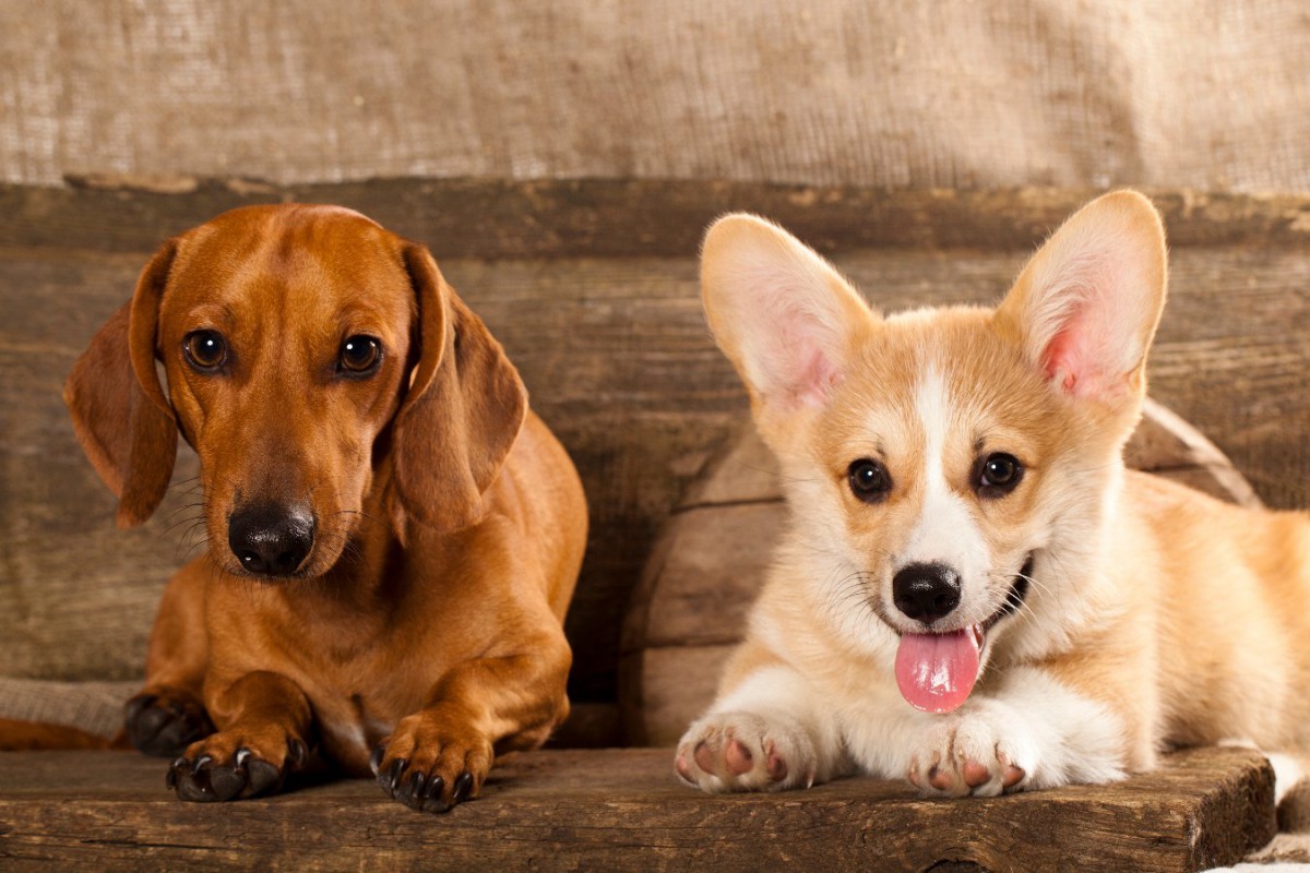 『短足な犬種』5選！足が短いワンコを飼う時に気を付けるべきことは？