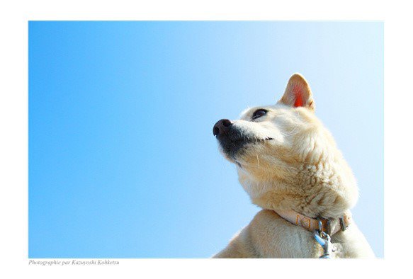 飼い主にできること...保護犬の子犬が私たちに教えてくれました