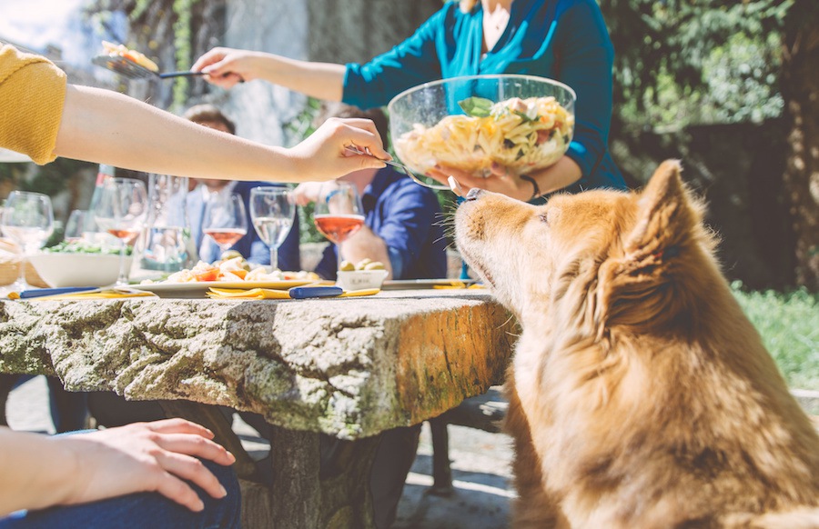 犬が人の食事に興味を持つ理由4つ