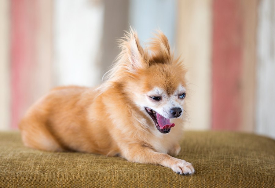 犬が嫌な気持ちになってる時の行動や仕草６つ