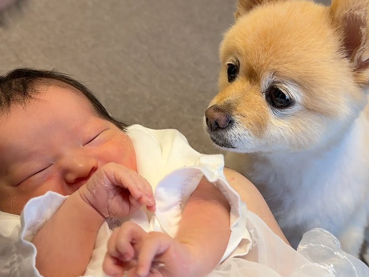 『生まれたばかりの新生児』を初めて見た犬→まるで守っているかのように…尊すぎる行動が25万再生「幸せ空間」「優しいまなざしに感動」