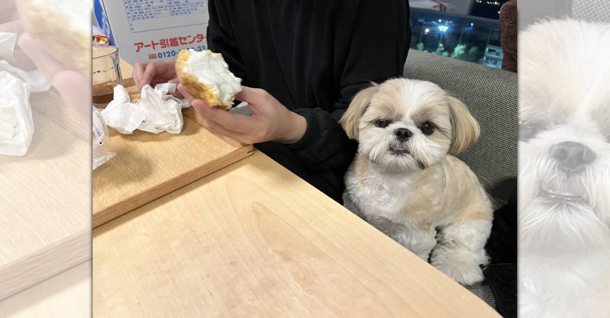 飼い主さんがおやつを分けてくれない…！悔しがるワンコに爆笑♪