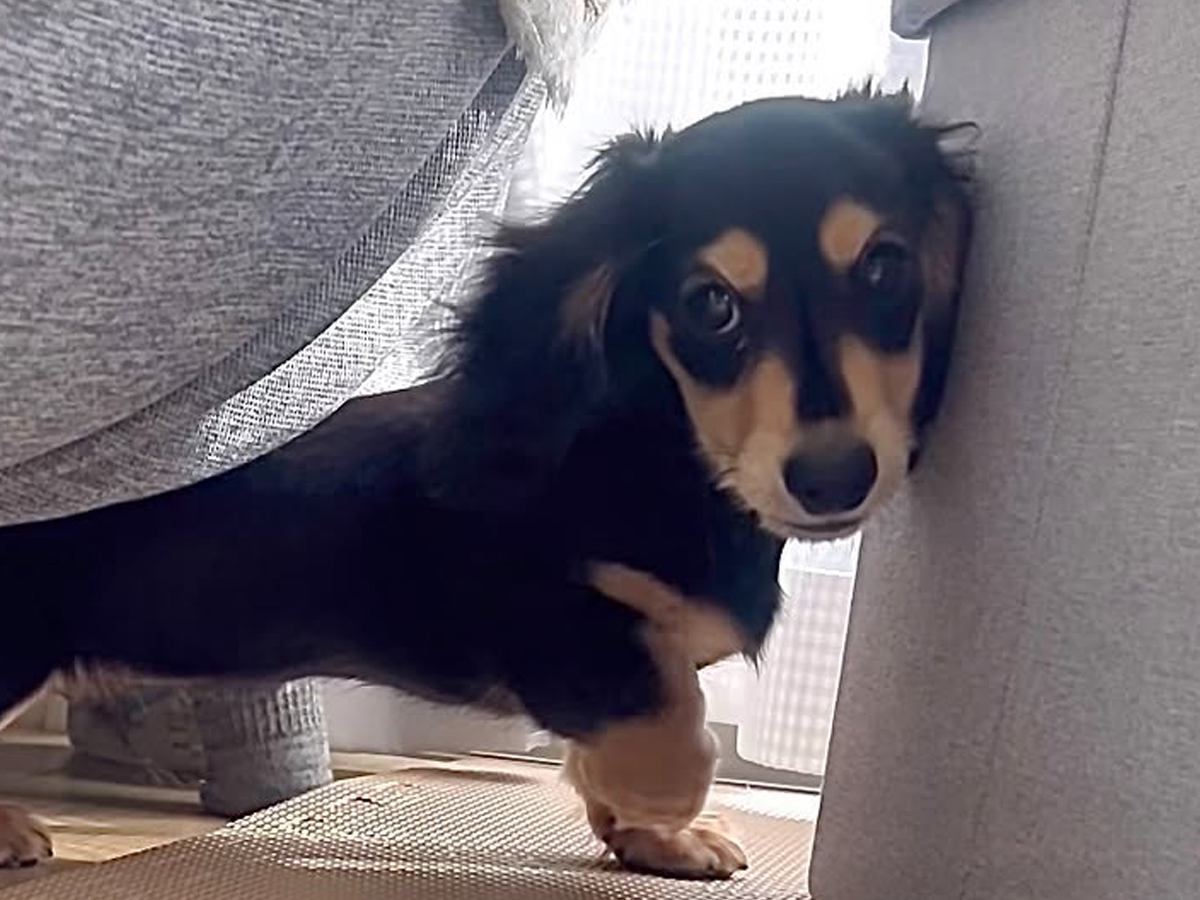 『男らしく厳しく育てよう』と決めて飼った赤ちゃん犬→想像もできなかった『現在の光景』が16万再生「呼び方の変化分かるｗ」「同じく」の声