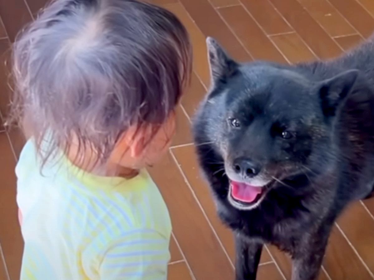 3歳の女の子を『本気で叱った』結果→見ていた犬が…もはや人間のような『一生懸命すぎる行動』に21万再生の反響「ステキ」「気遣い上手」