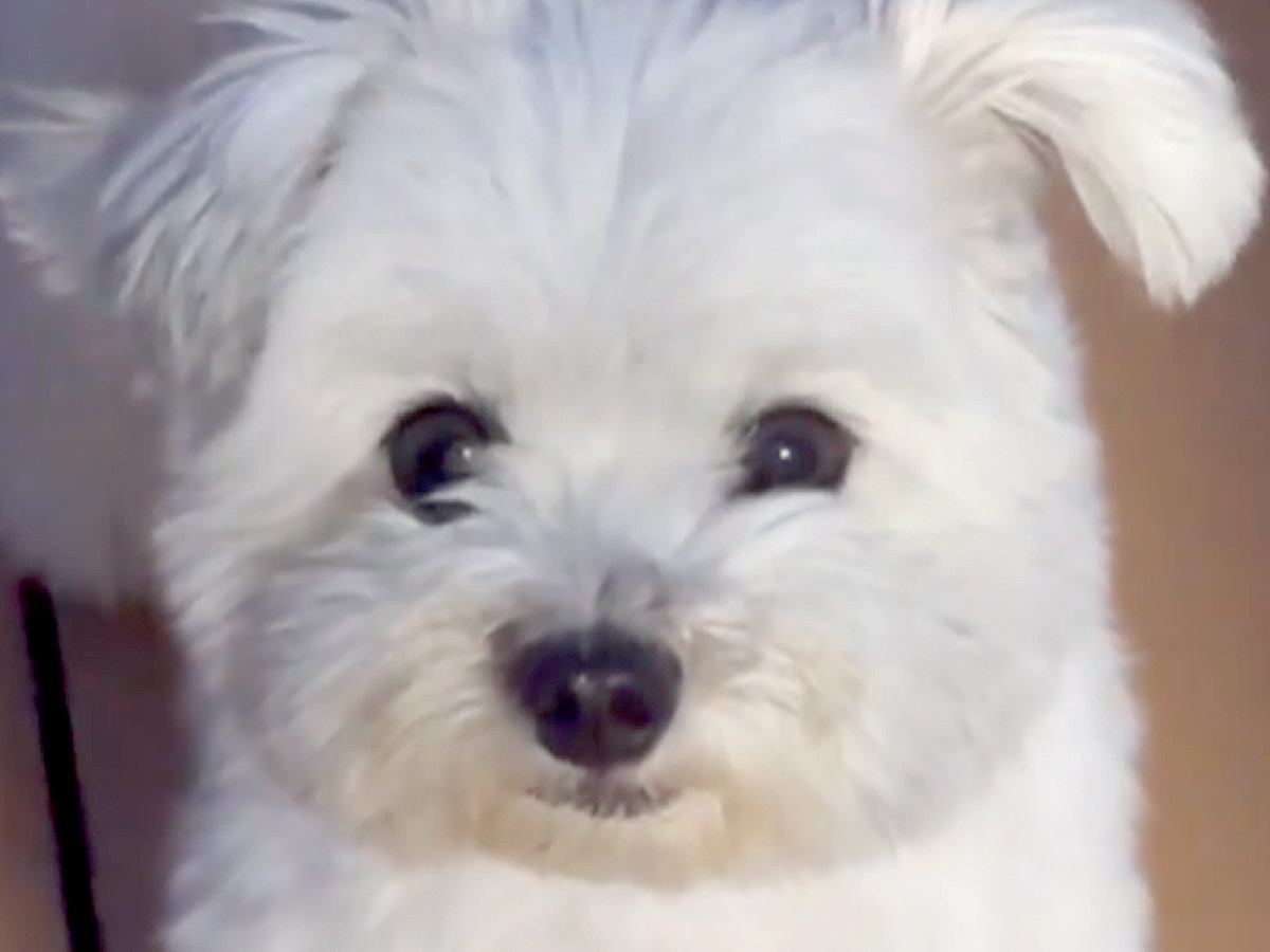 真っ白なフワフワ犬→赤ちゃん時代を振り返ってみたら…別犬かと思うほど『衝撃的な色の変化』に「こんな変わるんだ」「入れ替わった？」と反響
